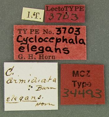 Media type: image;   Entomology 34493 Aspect: labels